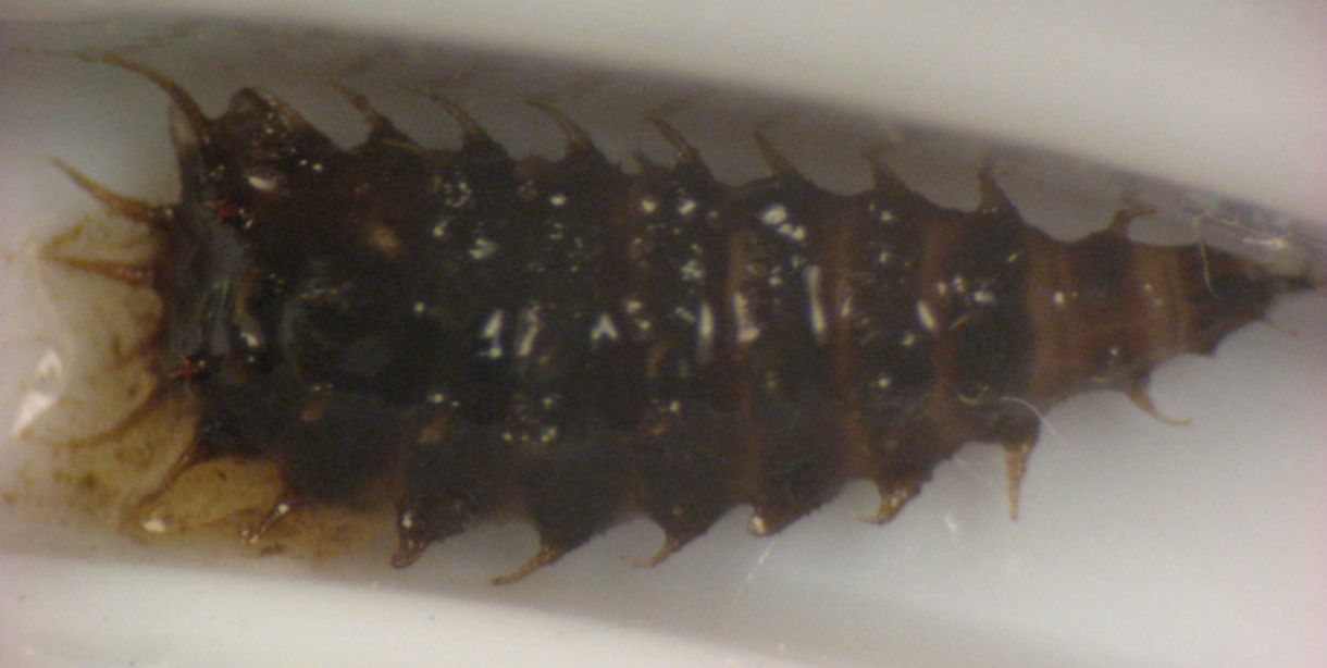 Larva di Fannidae